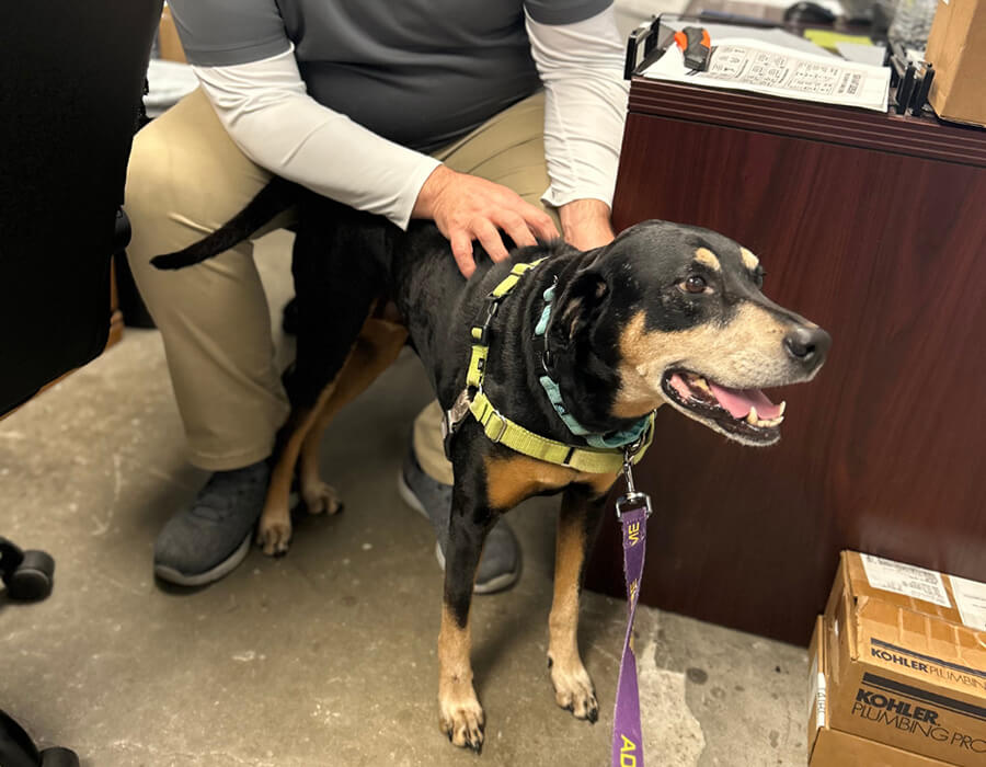 Meet Dakota, a happy rescue dog promoting pet adoption with Pro-Tec Plumbing & Air