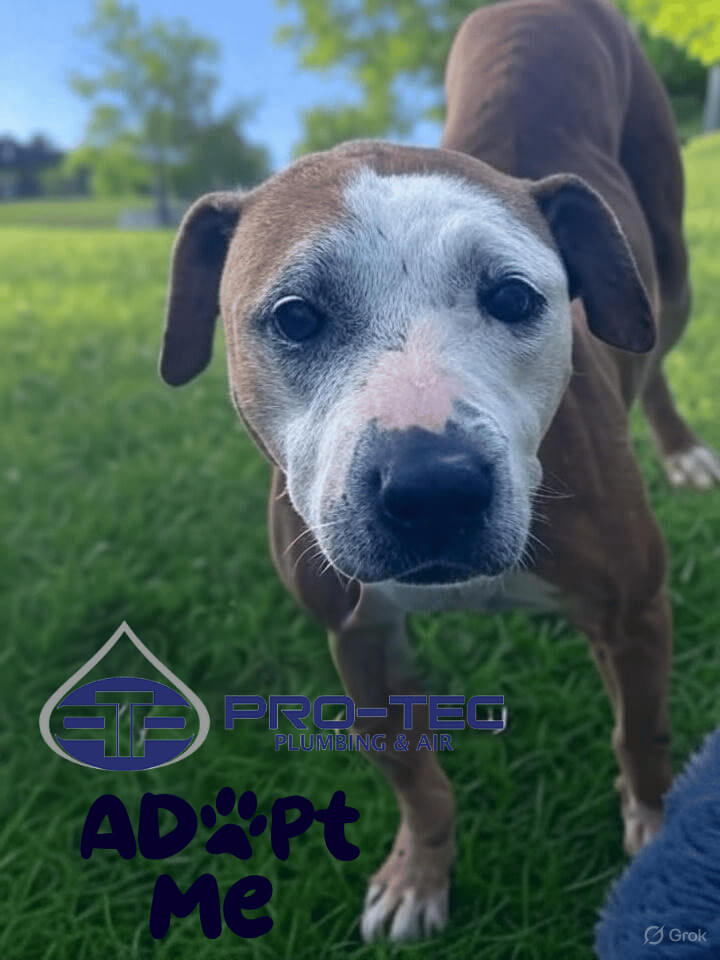 Adoptable dog Suwannee featured in PRO-TEC's pet adoption initiative