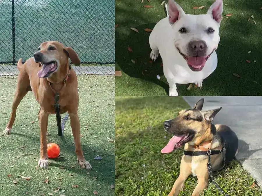 Diamond, Choco, and Captain featured in the Naples Humane Society partnership