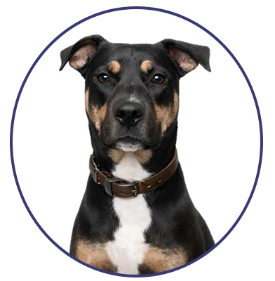Juicy - Pro-Tec Office Pet