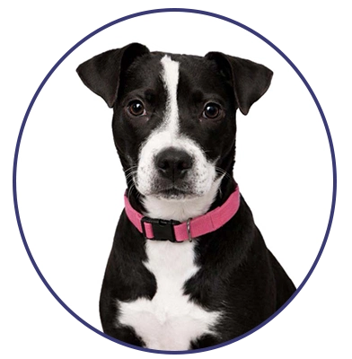 Livvy Pro-tec Office Pet